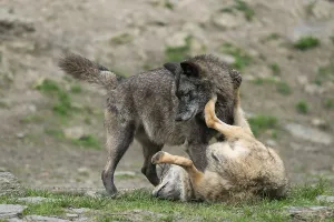 Wolf, gray wolves (Canis lupus)