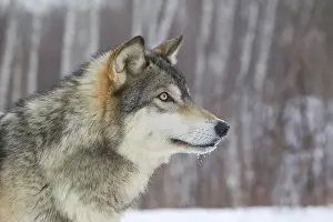 Wolf, gray wolves (Canis lupus)