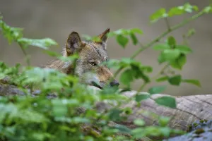 A wolf hides behind plants and observes the environment