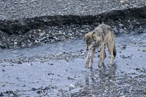 Wolf, among the most important prey in Germany are roe deer