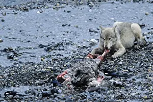 Wolf, intact packs rarely allow foreign wolves access (Mackenzie wolf) (Photo wolf mating at a caribou kill)