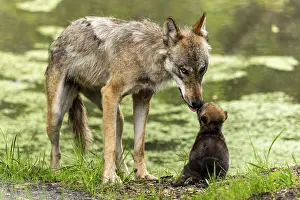 A wolf licks its pup while it is sitting near a body of water