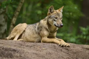A wolf lies relaxed on a mound of earth in the forest and observes the surroundings