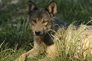 A wolf lies in the shade in the grass and looks attentively