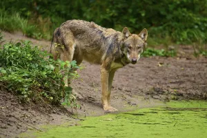 A wolf lifts its head from a pond and looks attentively at its surroundings