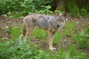 A wolf looks backwards in the green forest
