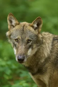 A wolf looks curiously into the camera