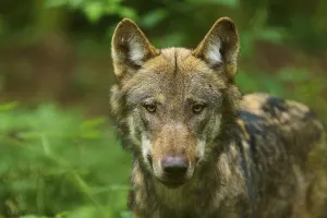 A wolf looks directly into the camera with a focussed gaze