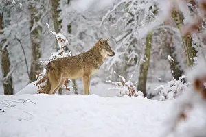 A wolf lying in the snow looking attentively into the distance