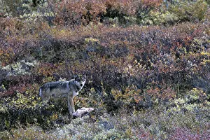 Wolf, medium-sized prey such as a Roe Deer or Dall Sheep killed by biting the throat (Mackenzie wolf)