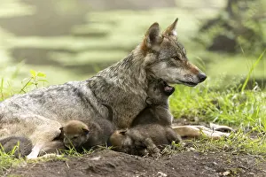 Wolf mother sitting in the grass with her pups