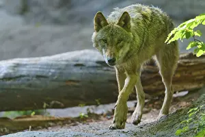 A wolf moves cautiously between the fallen tree trunks in the forest
