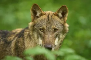 Wolf with a mysterious look in close-up