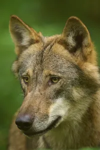 Wolf portrait in profile with thoughtful expression