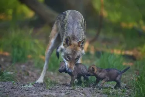 Wolf protecting its two pups in the natural forest environment