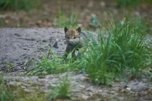 A wolf pup partially hiding behind the grass in the green forest