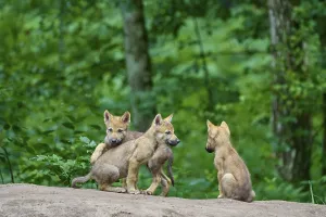Three wolf pups curiously exploring their surroundings in the forest