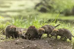 Six wolf pups curiously exploring their surroundings in the grass