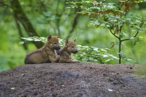 Two wolf pups rest on a mound in the forest