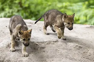 Two wolf pups running on sandy ground surrounded by green vegetation