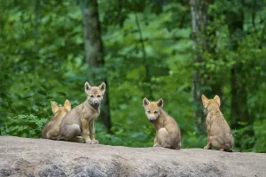 Four wolf pups sitting and looking curiously around in the forest