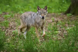 A wolf runs in the forest surrounded by green grass and trees