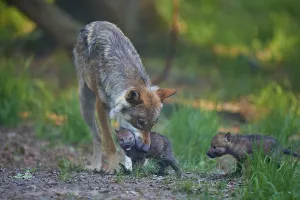 A wolf shows affection to its pup while another watches