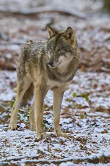 A wolf in a snowy forest looks watchfully to the side