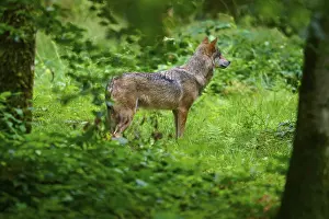 A wolf stands alert in a green forest