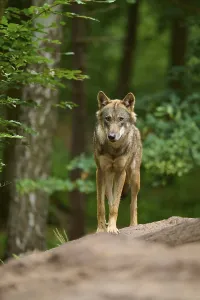 A wolf stands in the forest and looks directly into the camera