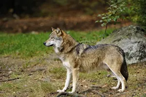 A wolf stands quietly and observing in a wooded environment