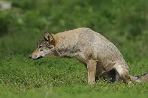 A wolf urinating on green grass