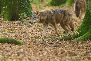 Wolf walks through the green autumn forest covered with leaves