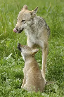 Category Wildlife DE Prints: Wolf with young, appeasement signal