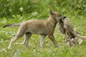 Wolf, young with sheepskin, sideways