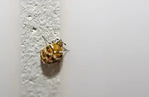 Wollkrautbluetenkaefer Anthrenus verbasci