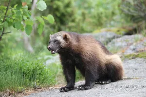 Wolverine or Glutton (Gulo gulo), Sweden, Europe