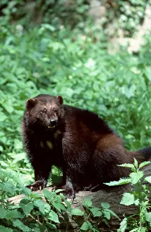 Wolverine (Gulo gulo)