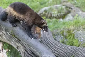 One wolverine, (Gulo gulo), climbing in a fallen tree