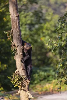 One wolverine, (Gulo gulo), climbing up a tree