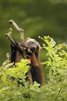 Wolverine (Gulo gulo) feeding on deerskin