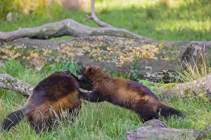 Two wolverine (Gulo gulo) fight each other on a green meadow at a forest edge