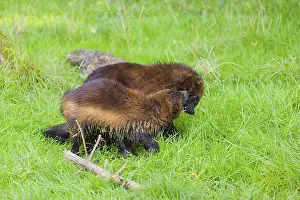 Two wolverine (Gulo gulo) play with each other on a green meadow
