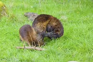 Two wolverine (Gulo gulo) play with each other on a green meadow