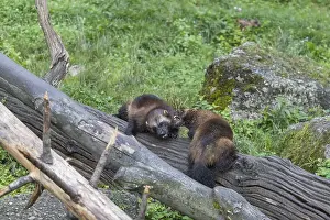 Two wolverine, (Gulo gulo), playfighting on a fallen tree