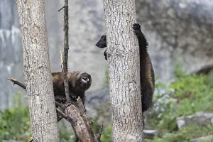 Two wolverine, (Gulo gulo), playfighting in a tree