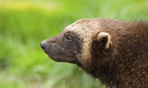 Wolverine (Gulo gulo), portrait