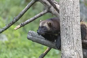 One wolverine, (Gulo gulo), resting on a fallen tree