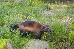 A wolverine (Gulo gulo) runs across a green meadow