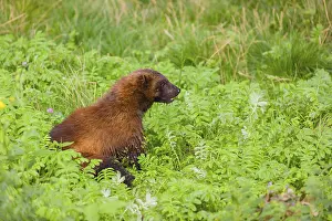 A wolverine (Gulo gulo) sits on a green meadow